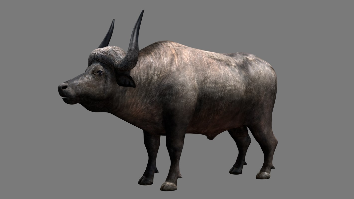 3D buffalo model TurboSquid 1373752