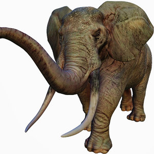 african elephant 3D model