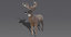 white tailed deer 3 3D model
