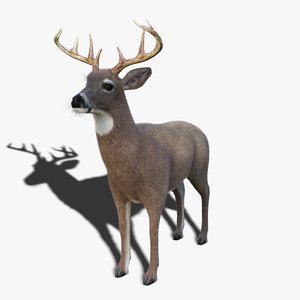 white tailed deer 3 3D model