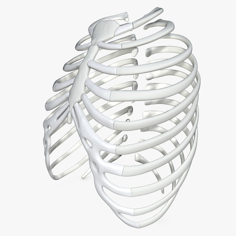 3D rib cage modeled model - TurboSquid 1374246