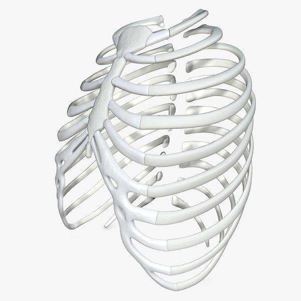 human rib cage 3d model