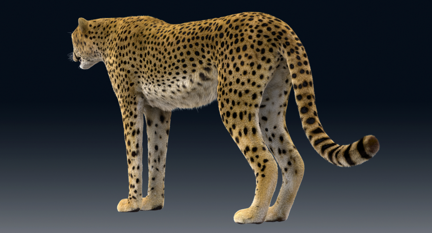 3D model cheetah rigged fur - TurboSquid 1374289