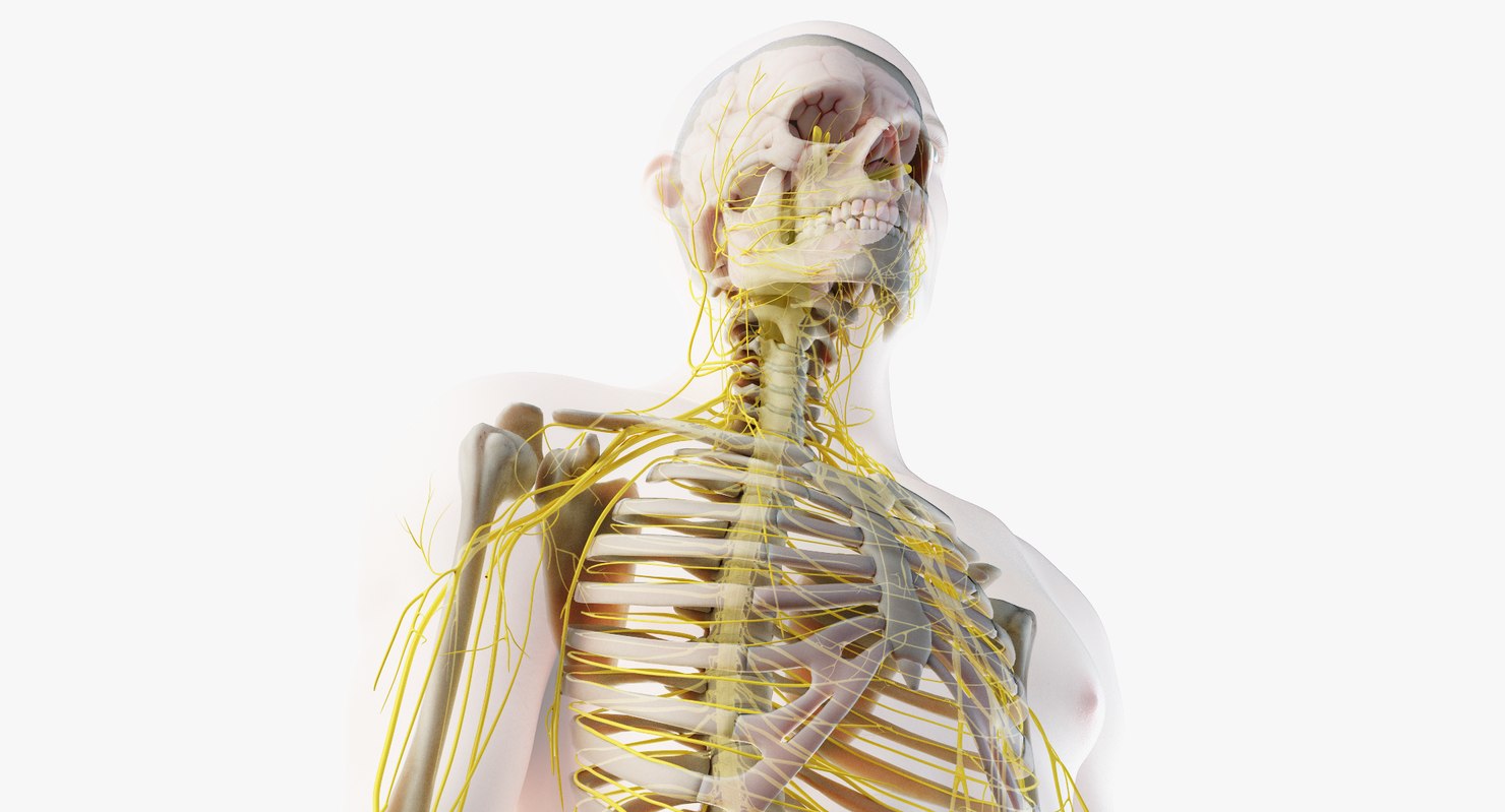 3D male skin skeleton nerves model - TurboSquid 1374701