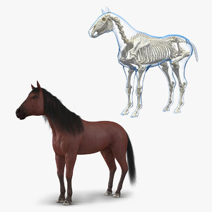 horse skeleton 3D model