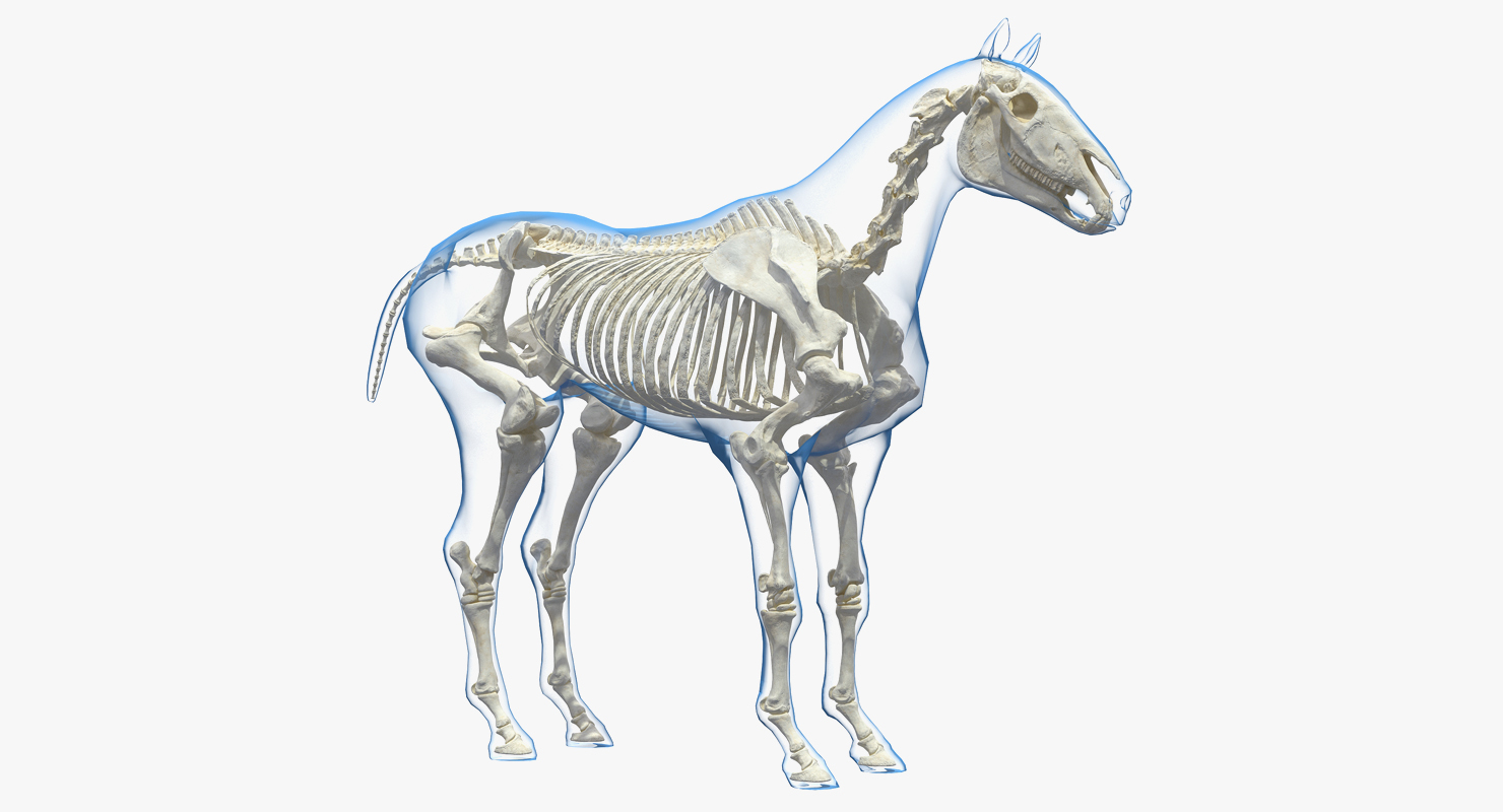 馬和骨架集合3d模型