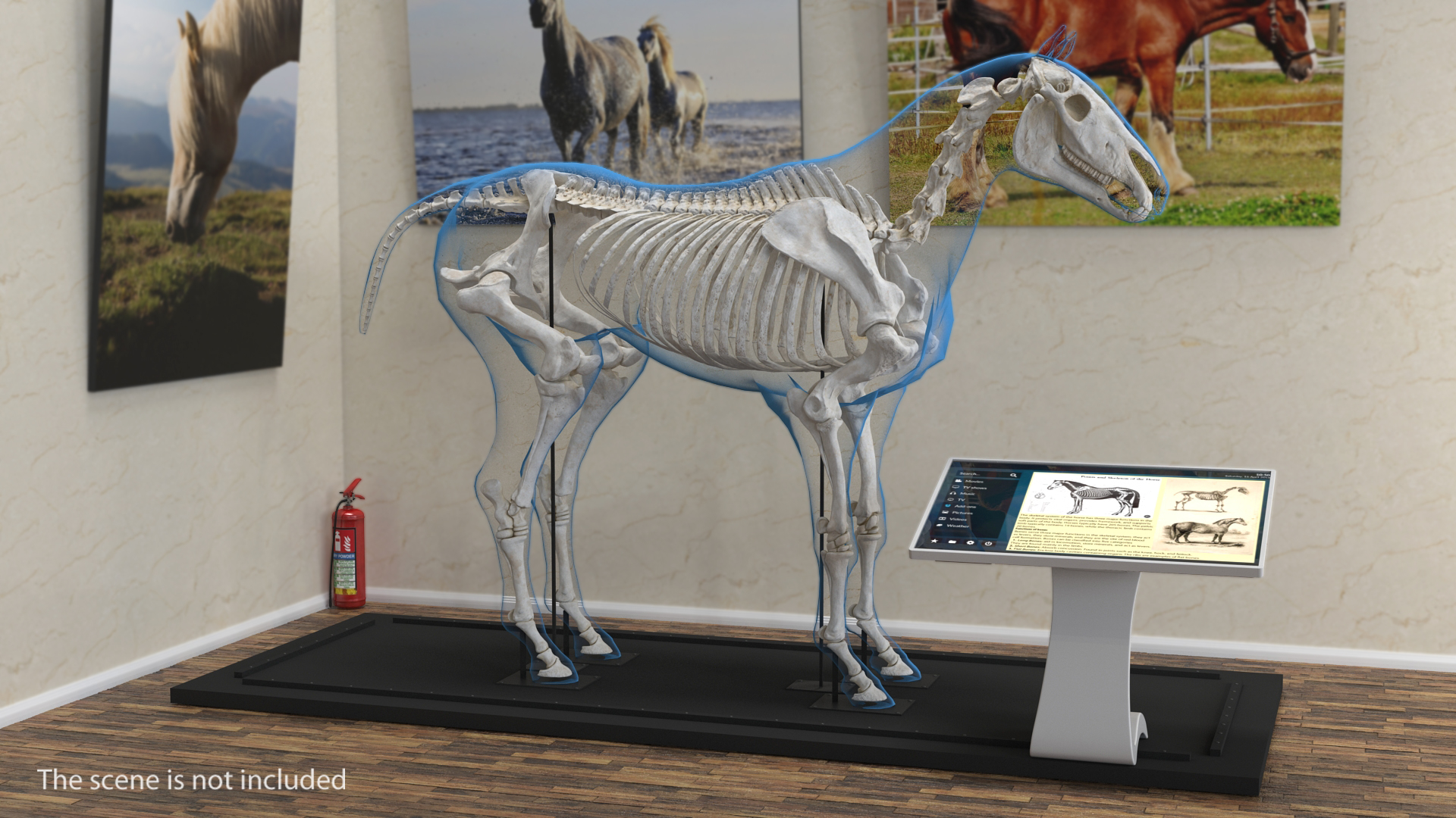 马和骨架集合3d模型