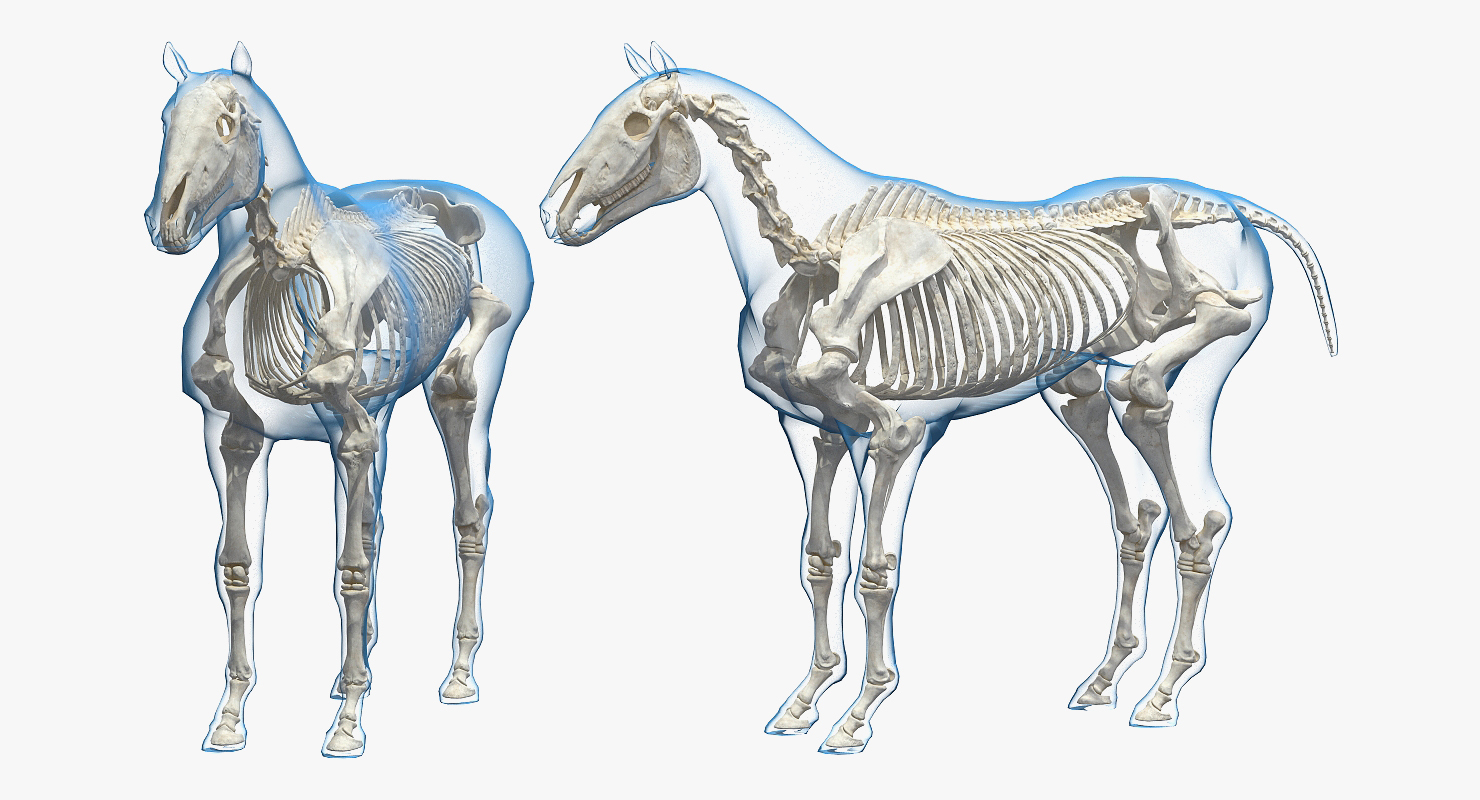 马和骨架集合3d模型