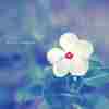 member avatar