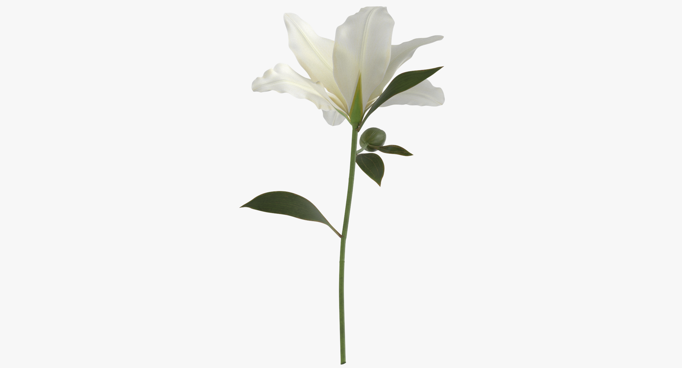 Lilium white - 3D model - TurboSquid 1374884