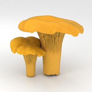 chanterelle nature mushroom 3D model