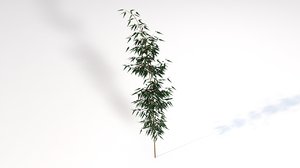 3D bamboo plant