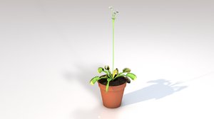 drosera carnivorous plant 3D model