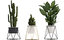 ornamental plants cactus 3D model