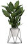 ornamental plants cactus 3D model