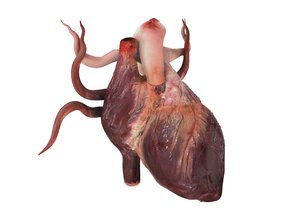 human heart animation 3d model