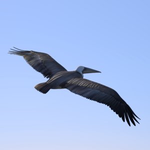 flying pelican 3D model