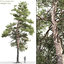 3D pack realistic pines