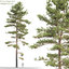 3D pack realistic pines