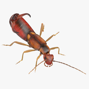 3D earwig attacking
