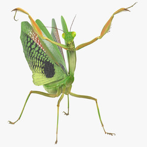 3D model praying mantis attacking