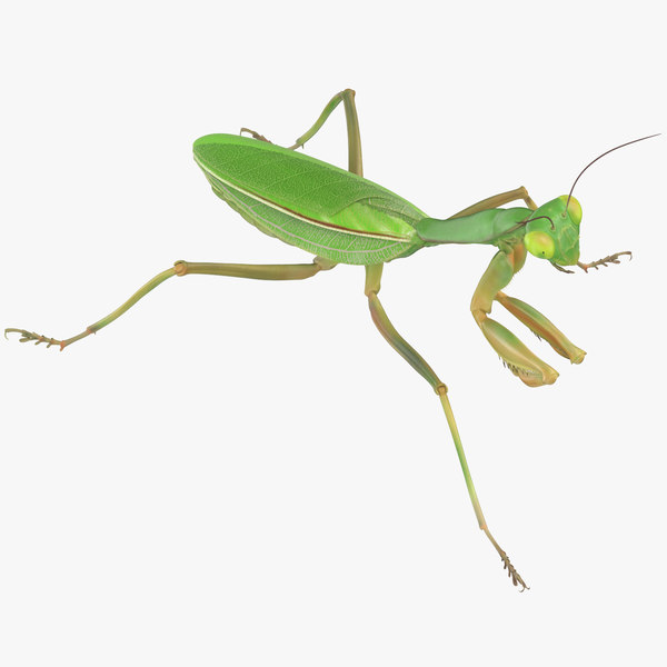 Praying Mantis 3D Models for Download | TurboSquid