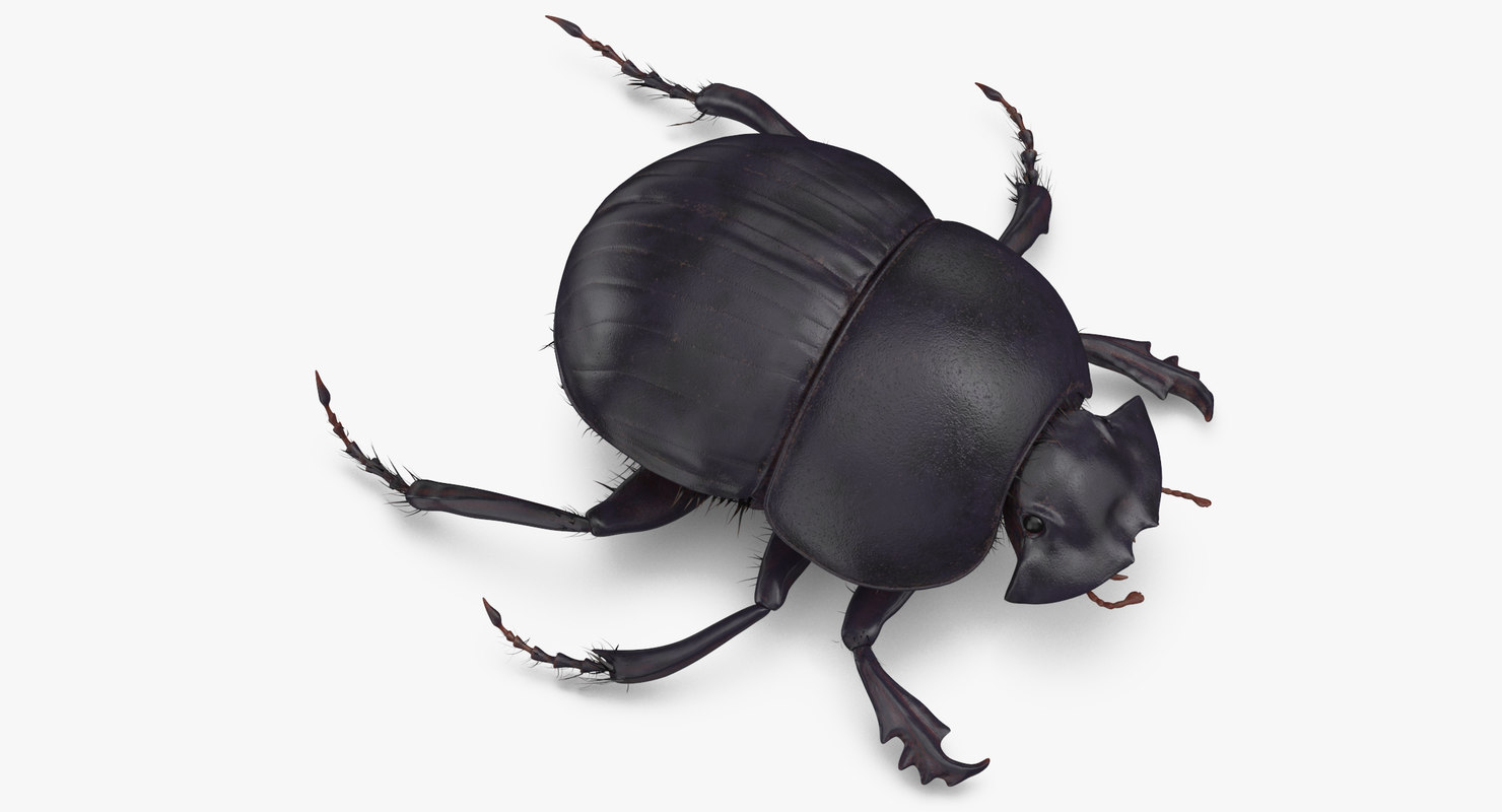 Black scarab beetle rigged 3D - TurboSquid 1375563