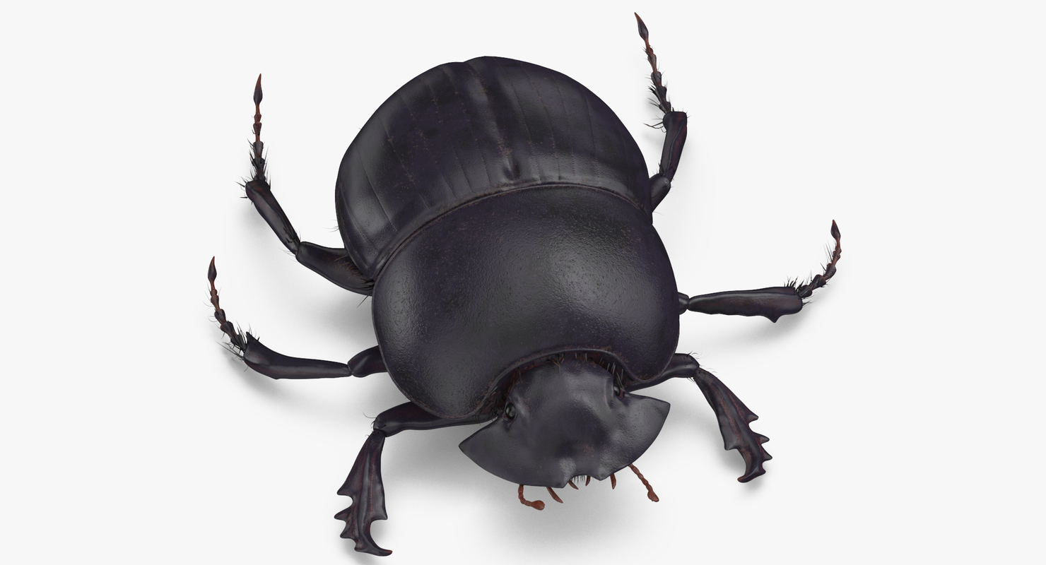 Black scarab beetle standing 3D model - TurboSquid 1375564