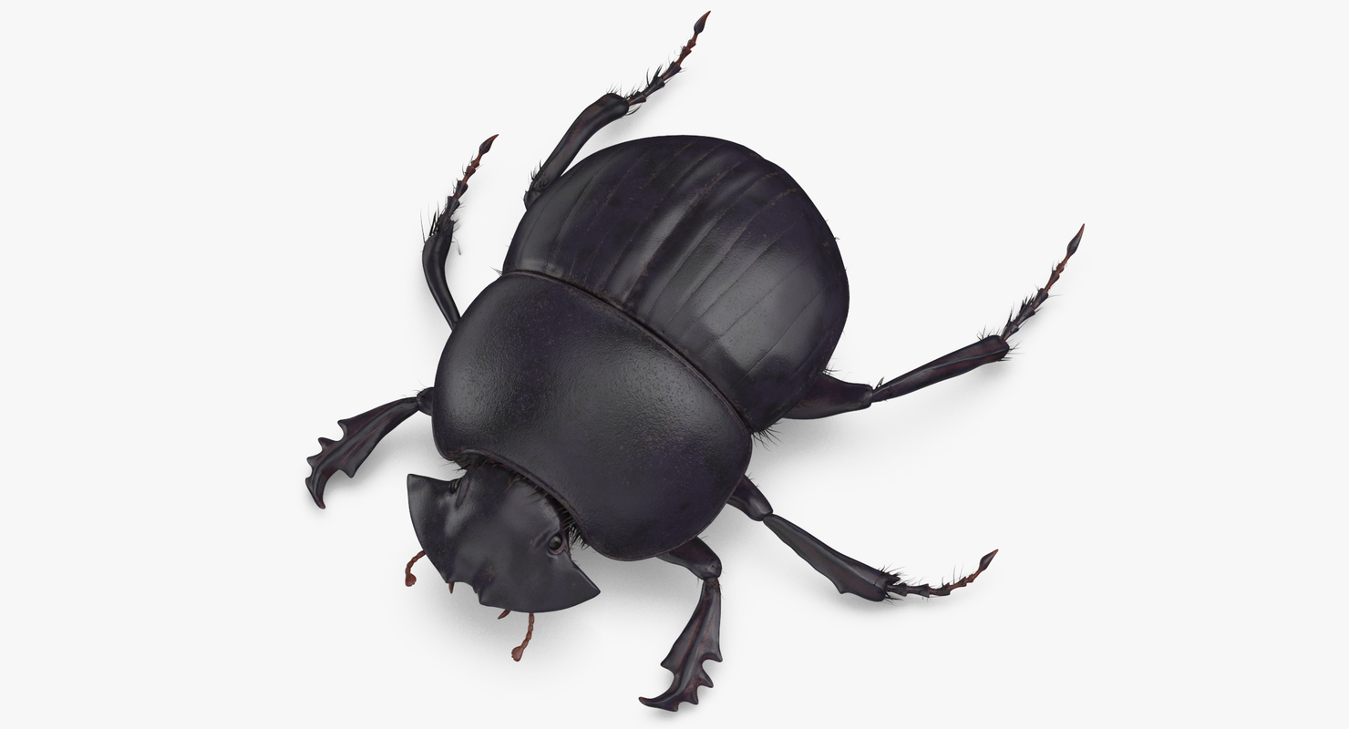 Black scarab beetle standing 3D model - TurboSquid 1375564