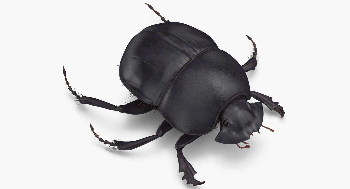 Black scarab beetle standing 3D model - TurboSquid 1375564