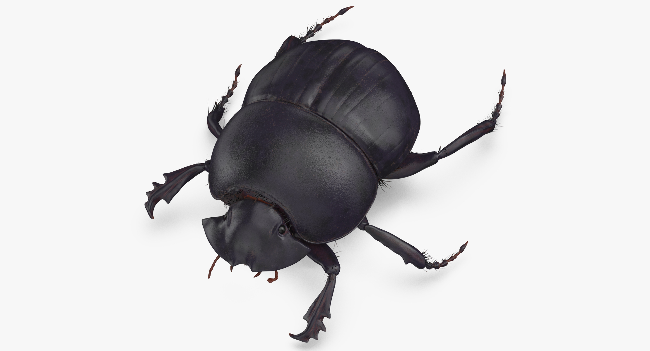 Black scarab beetle walking 3D model - TurboSquid 1375567