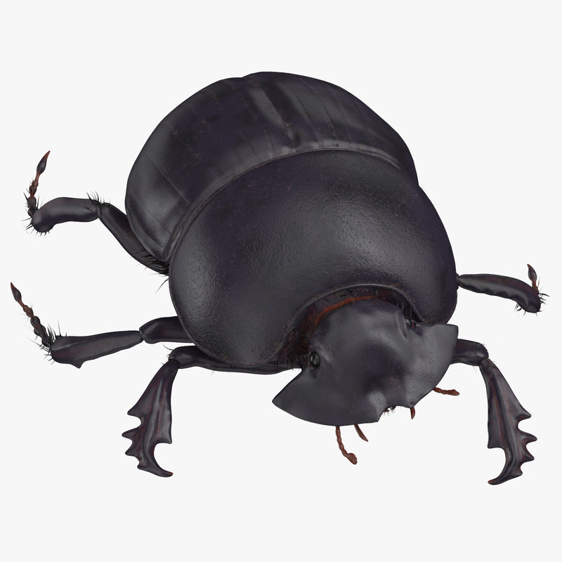 Black scarab beetle walking 3D model - TurboSquid 1375567