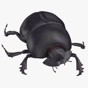 black scarab beetle walking 3D model