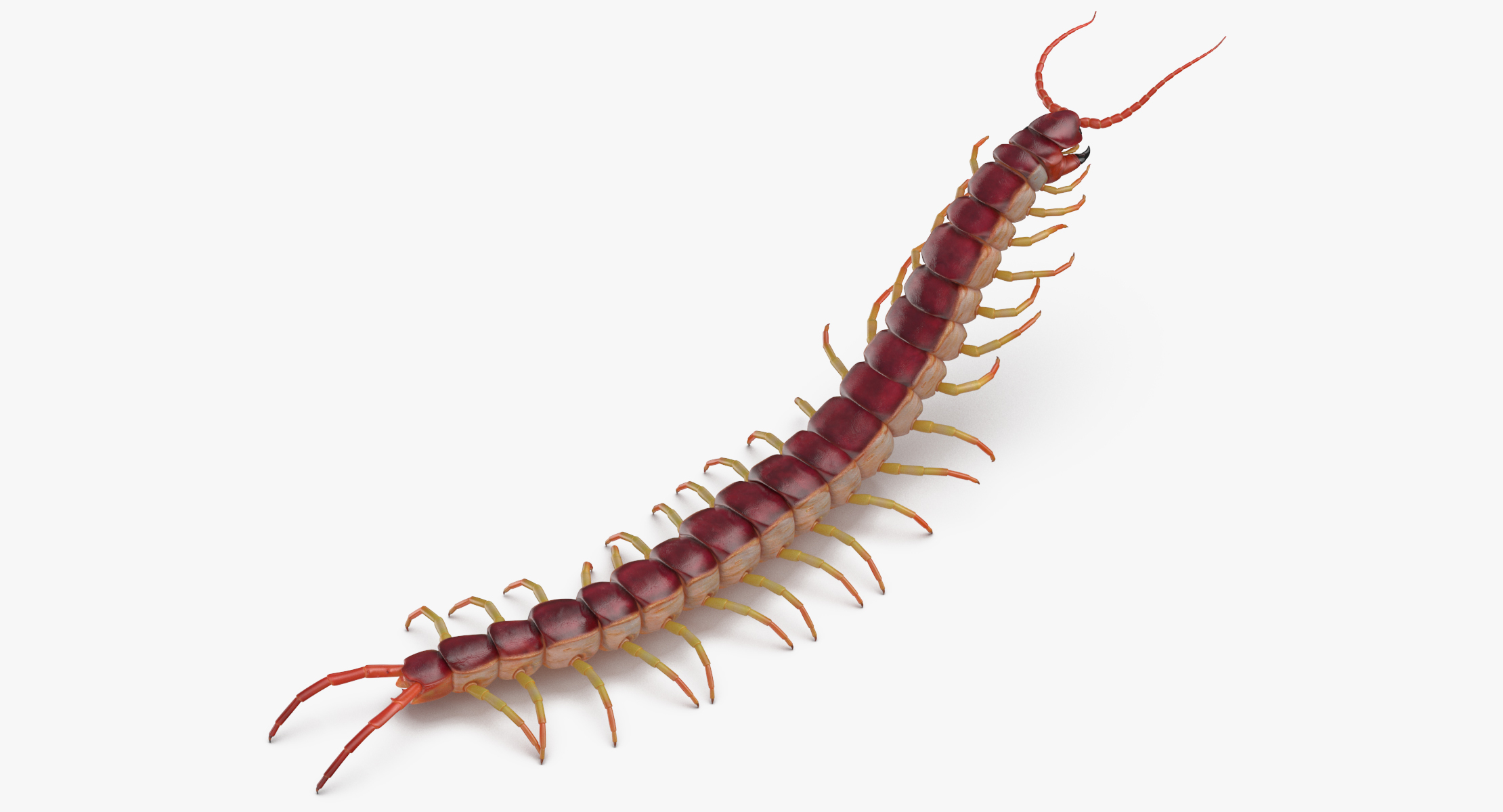 3D centipede standing model - TurboSquid 1375569