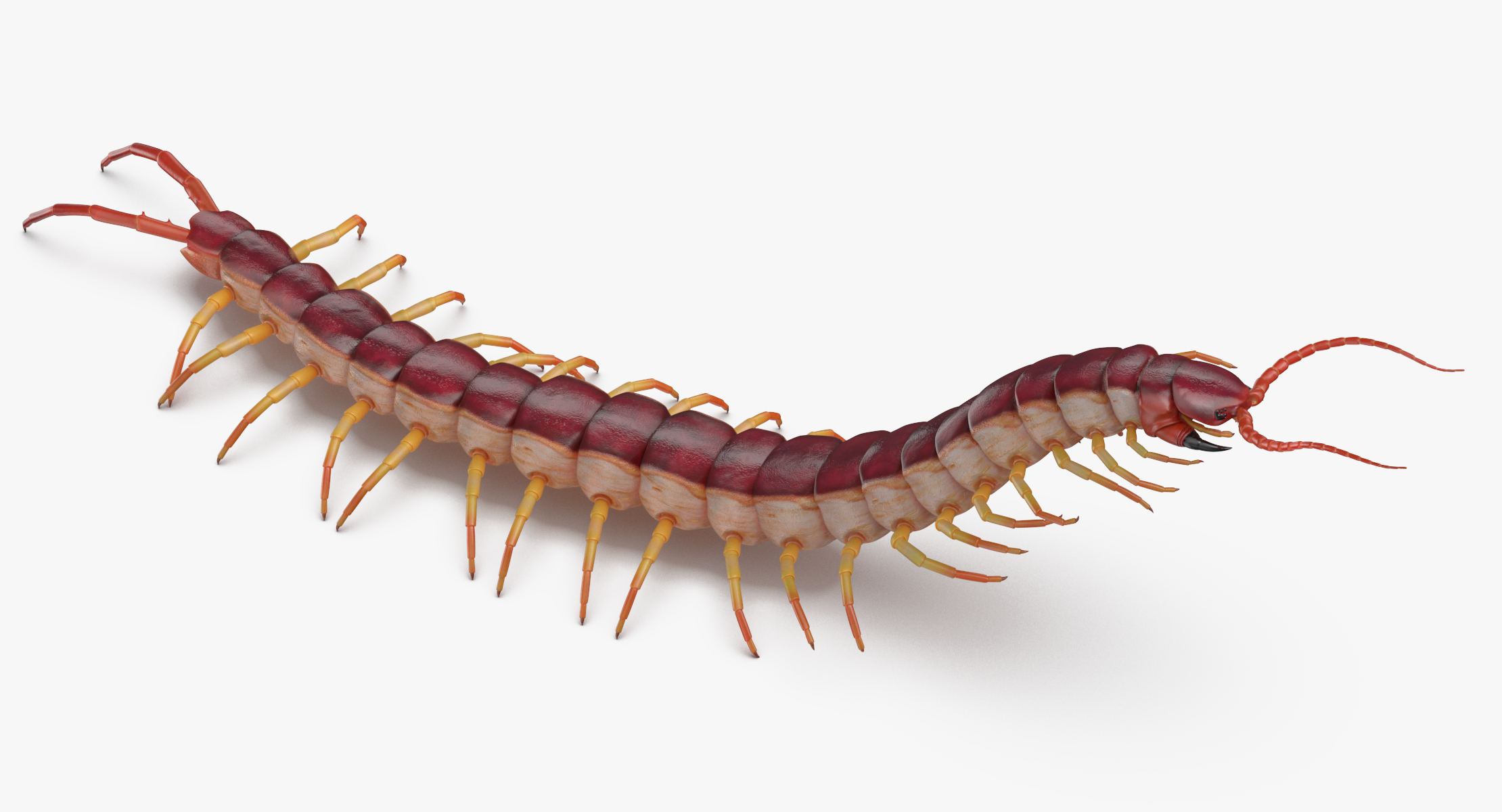 3D centipede standing model - TurboSquid 1375569