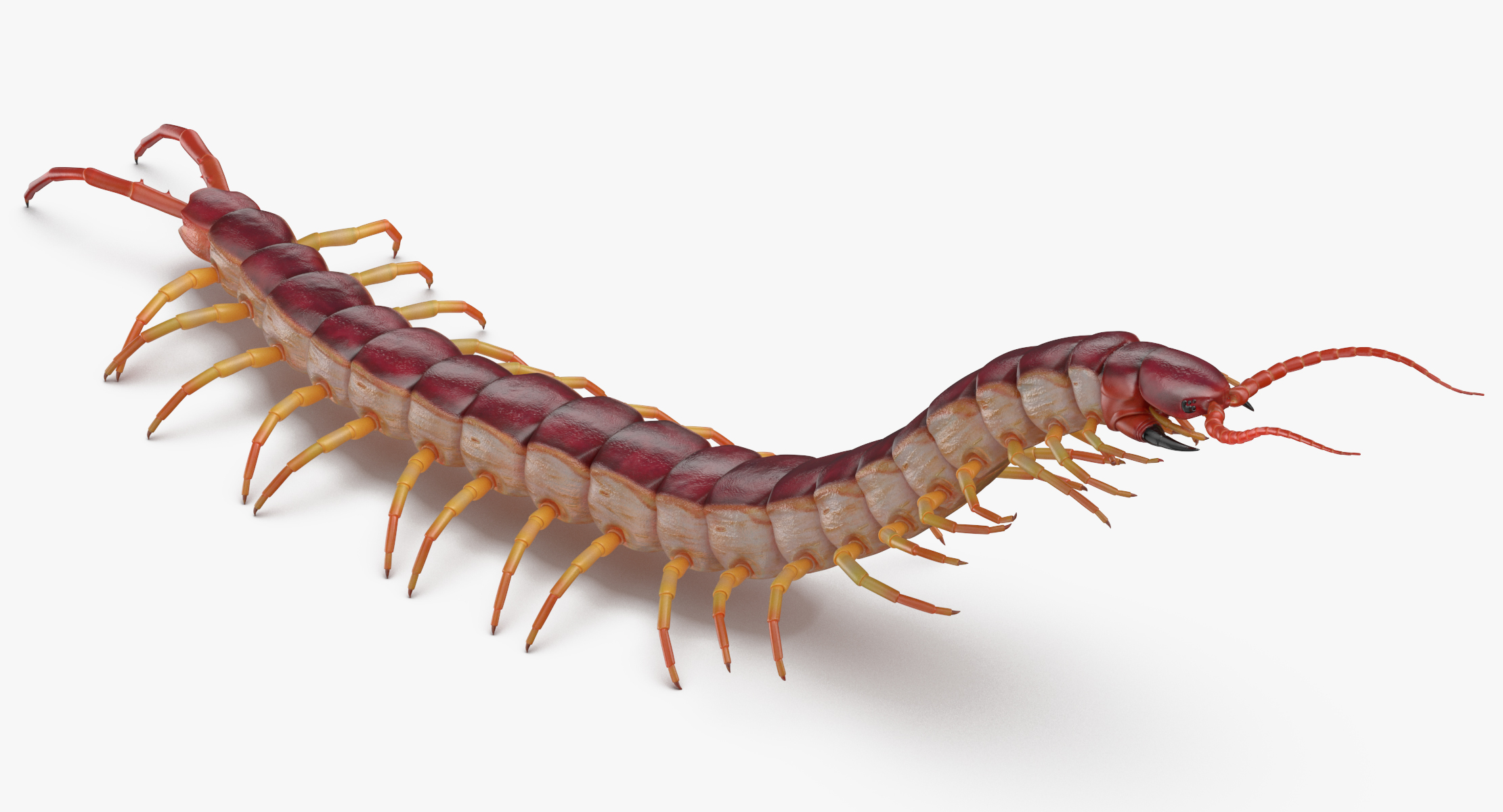 3D centipede standing model - TurboSquid 1375569