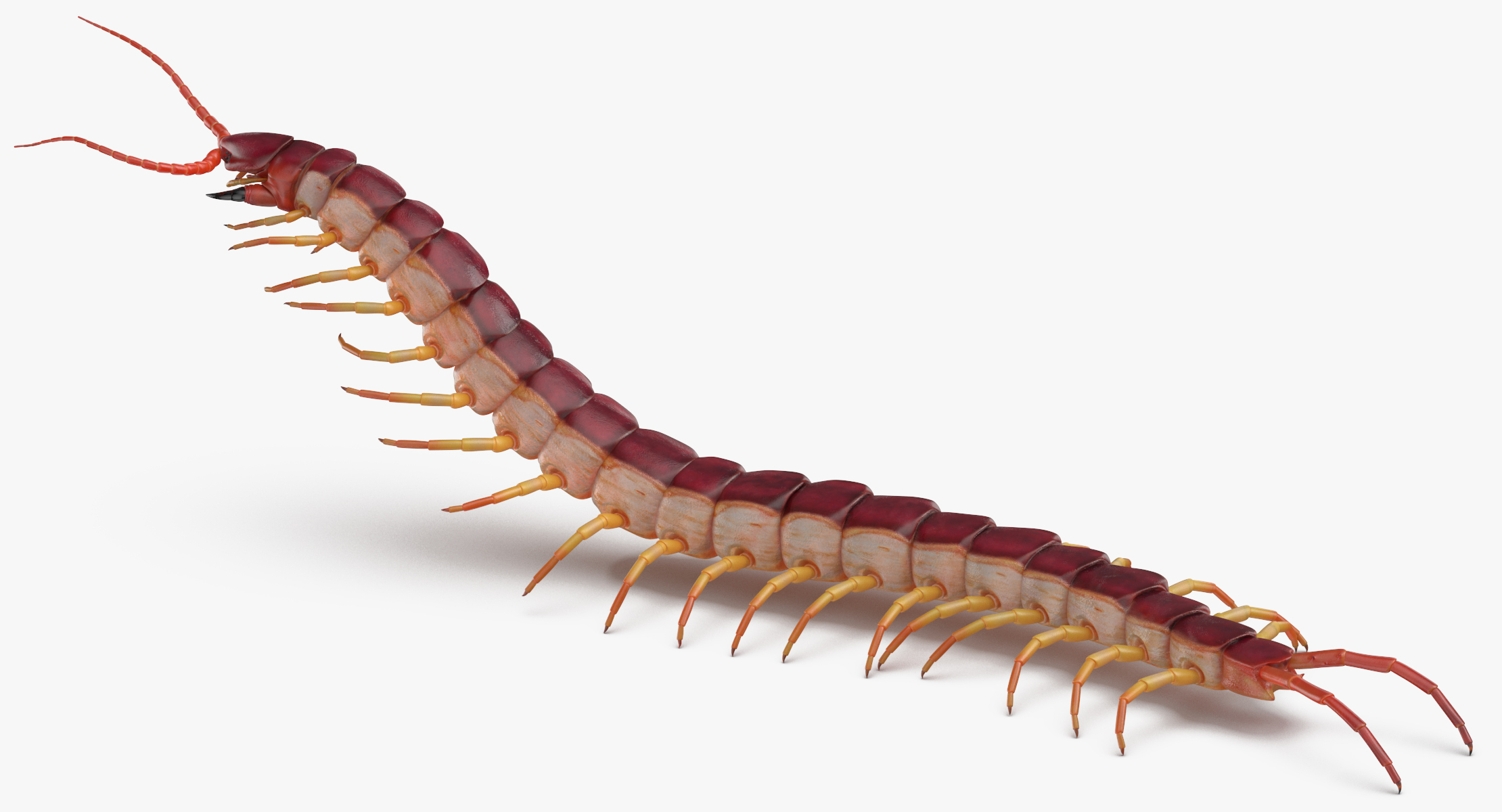 3D centipede standing model - TurboSquid 1375569