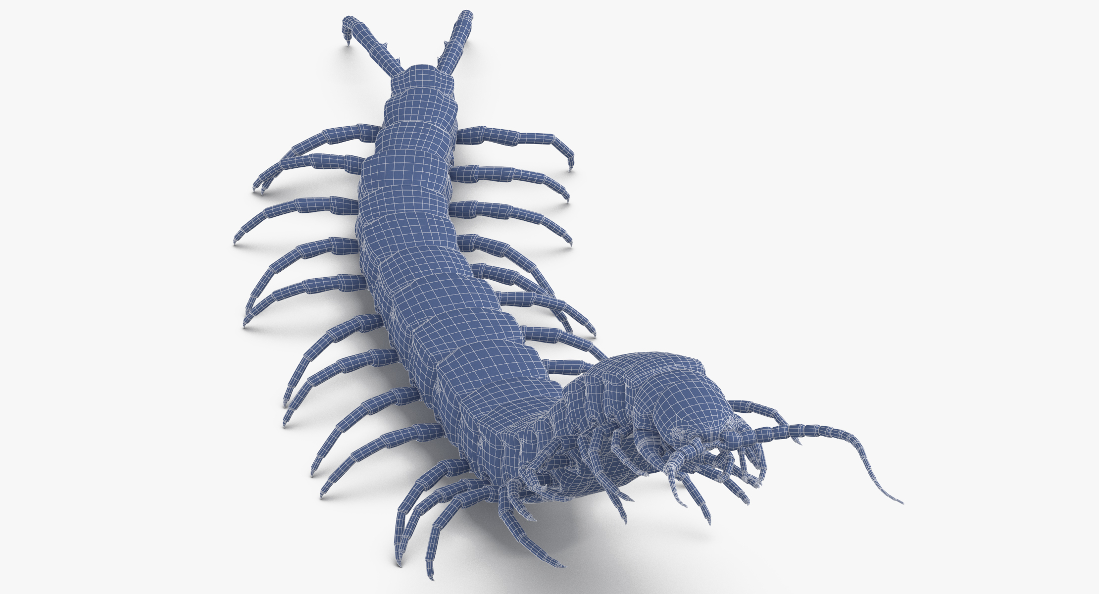 3D centipede standing model - TurboSquid 1375569