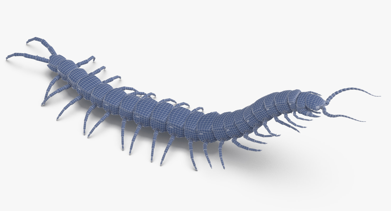 3D centipede standing model - TurboSquid 1375569