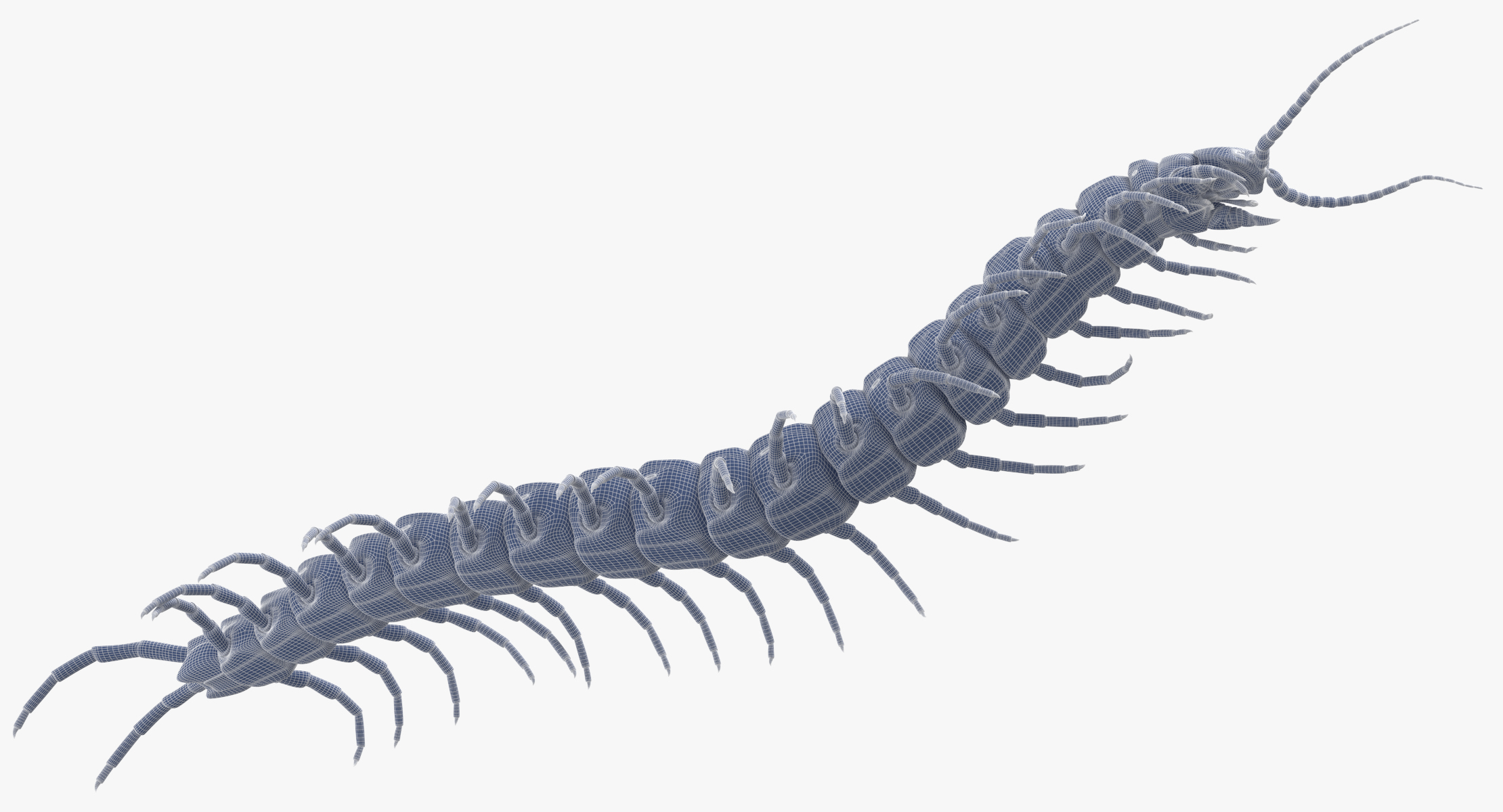 3D centipede standing model - TurboSquid 1375569