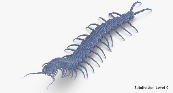 3d Centipede Standing Model - Turbosquid 1375569