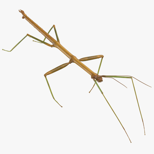 3d walkingstick walking 01 model