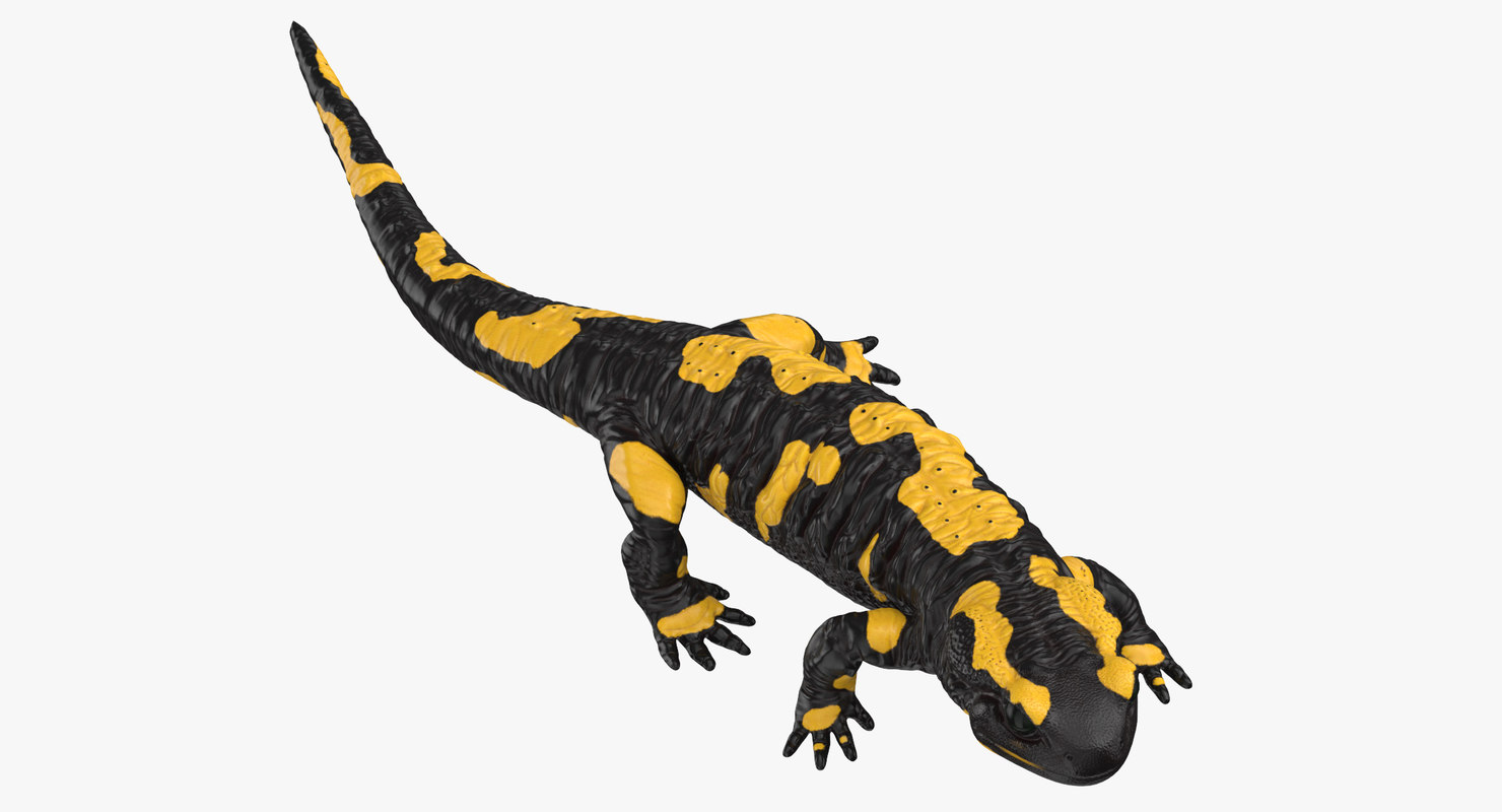 Защелка salamander 2d 3d md13