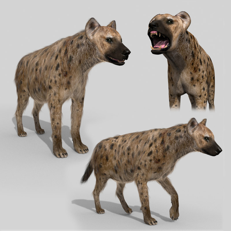Hyena value animation - 3D model - TurboSquid 1375719