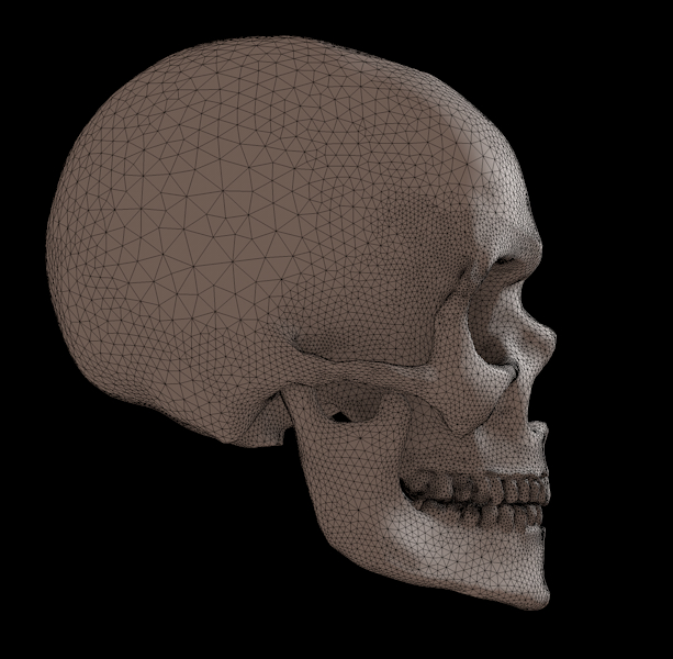 Skull human jaw 3D model - TurboSquid 1375728