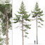 3D model pack realistic pines