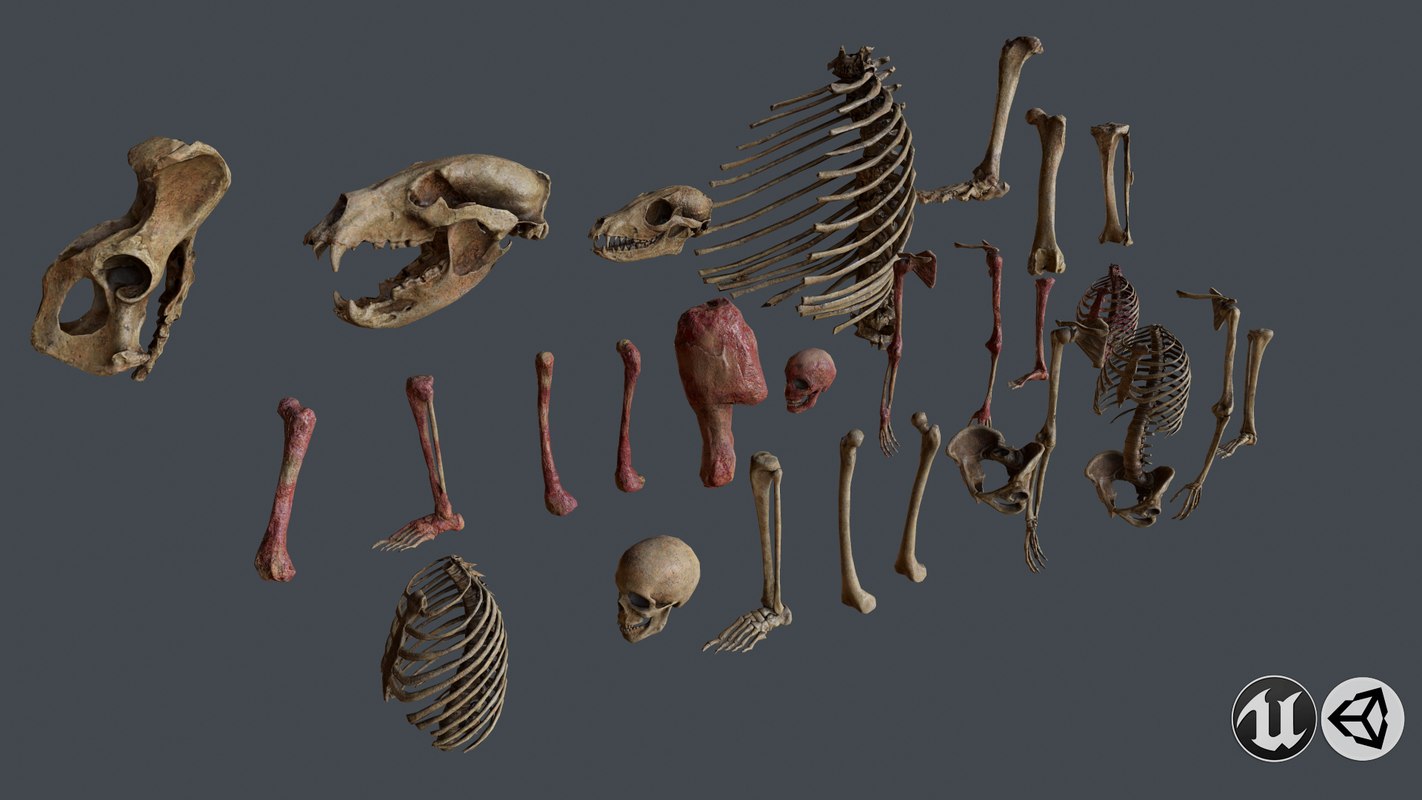 Bone animal 3D model TurboSquid 1375811