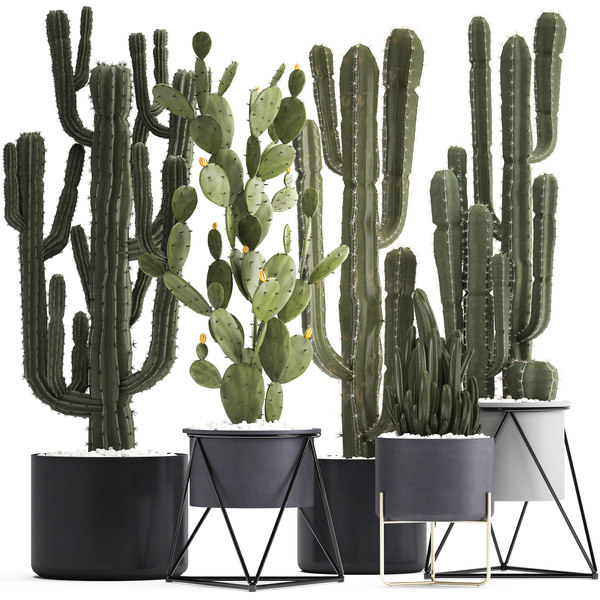 Succulent Names And Images Tips & Guide