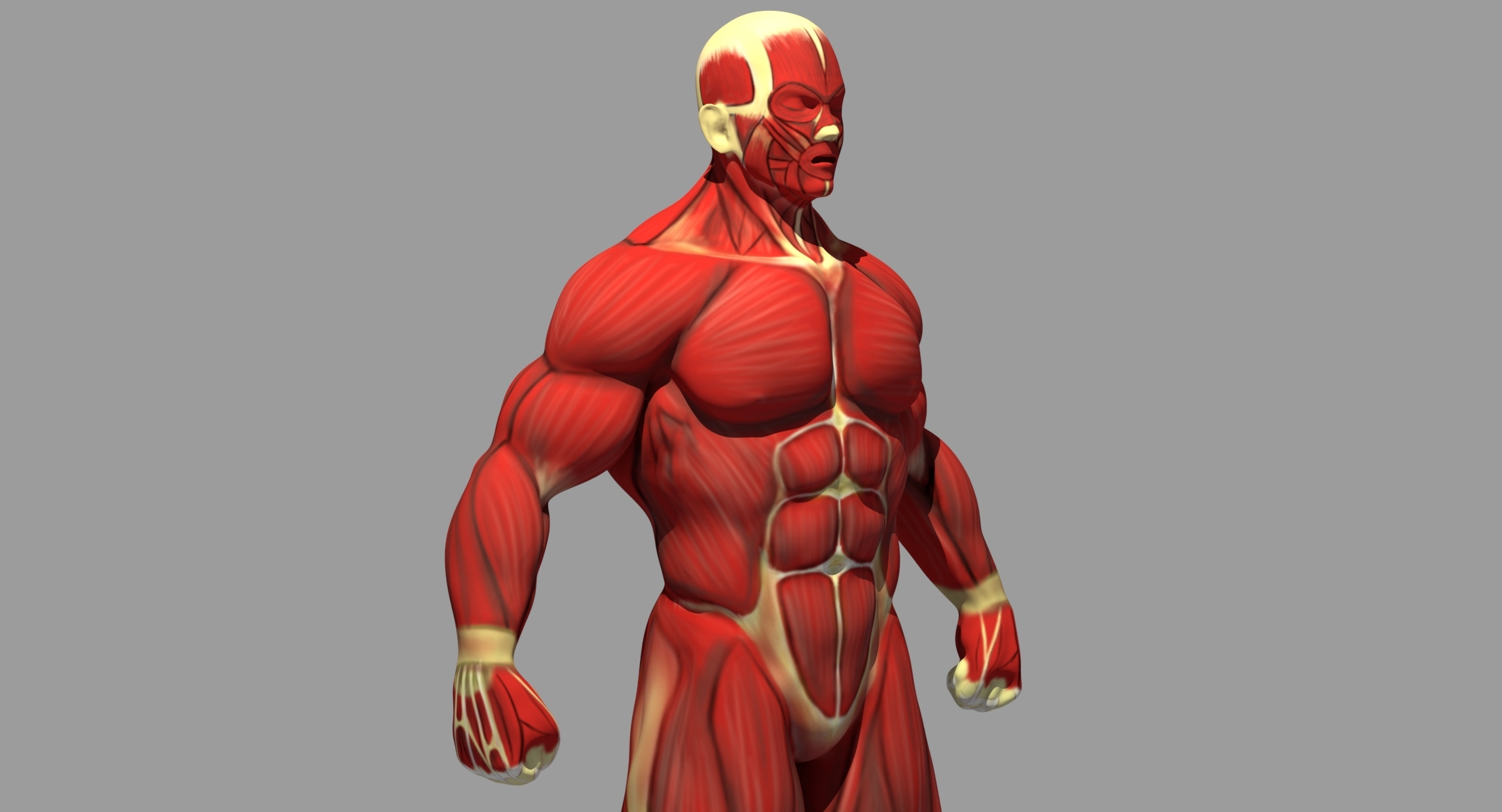 Muscle anatomy reference 3D model TurboSquid 1375971