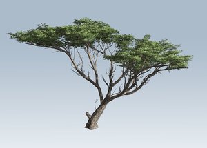 3D branches leaves